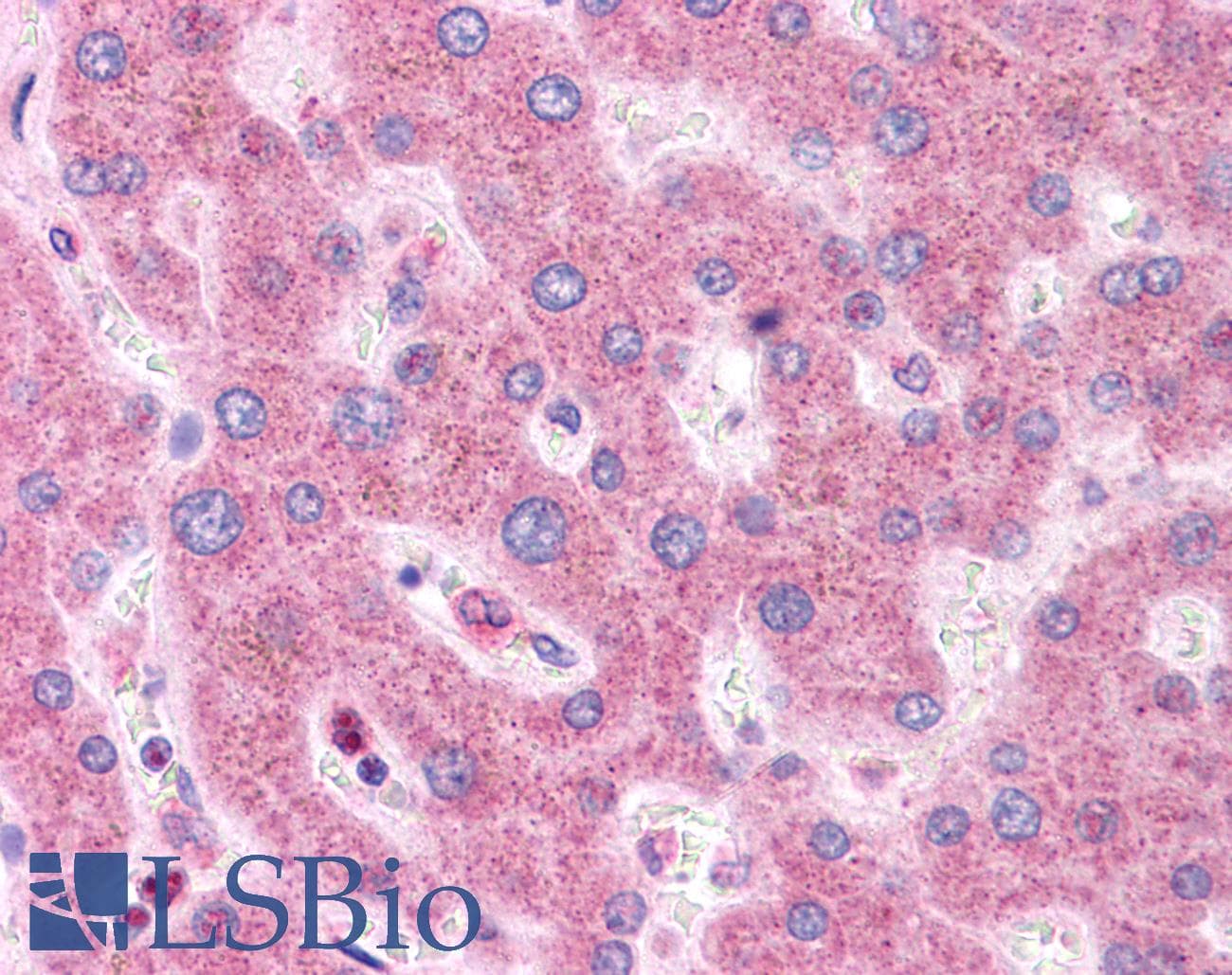 HNF1A / HNF1 Antibody (aa179-228)
