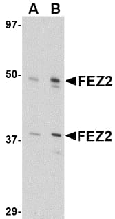FEZ2 Antibody