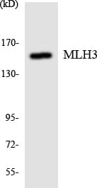 Polyclonal Rabbit anti-Human MLH3 Antibody (aa497-546, WB)