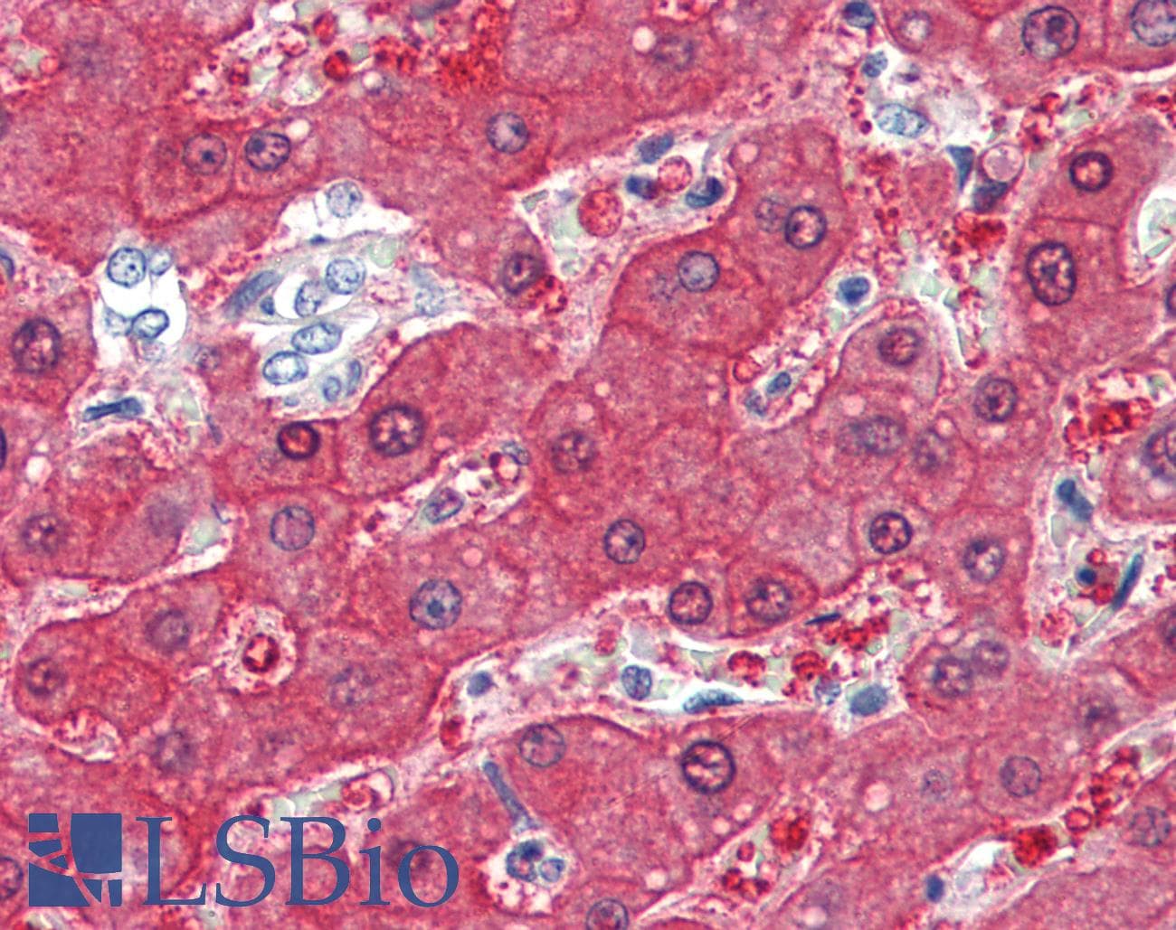 IHC-plus™ BHMT Antibody (aa391-402)