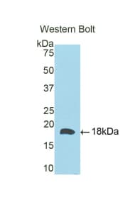CD59 Antibody (aa21-107, APC)