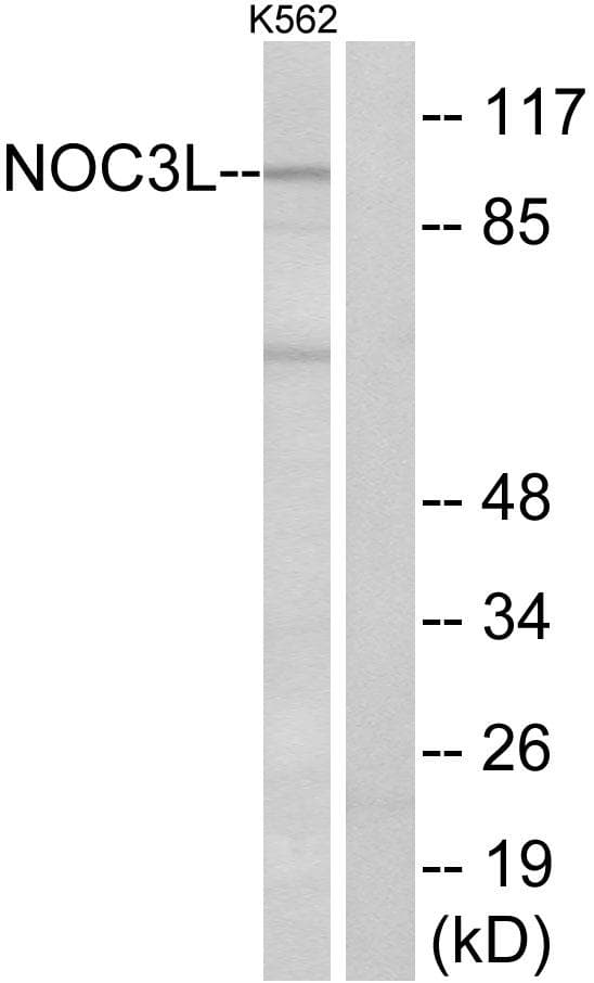 NOC3L Antibody