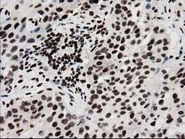 FKBPL Antibody (clone OTI2D8)