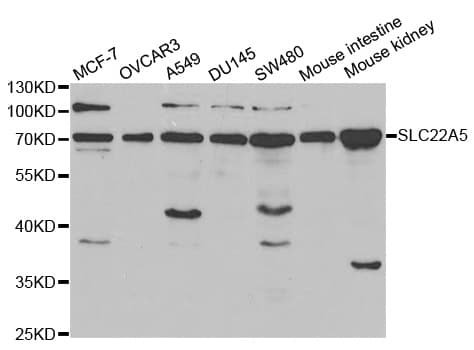 IHC-plus™ SLC22A5 / OCTN2 Antibody
