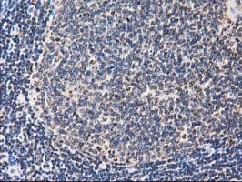 FAM40A Antibody (clone OTI7G7)