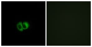IHC-plus™ OXER1 Antibody (aa212-261)