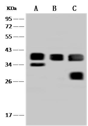 CD151 Antibody