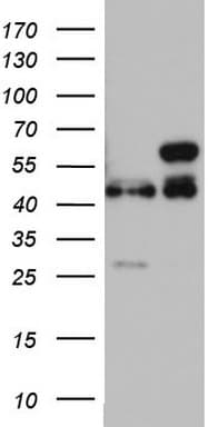 RMND5A Antibody (aa1-249, clone OTI3D1)