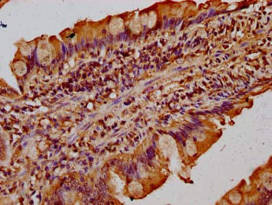 TMF1 / TMF-1 Antibody