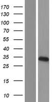EMC10 Protein (Over-Expression Lysate Myc-DDK (Flag))