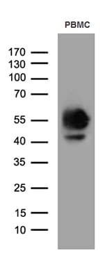 CD14 Antibody (aa20-367, clone OTI3D6)