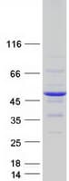 Human DNAJB2 Protein (Recombinant Myc-DDK (Flag))