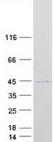 Human PRDM12 Protein (Recombinant Myc-DDK (Flag))