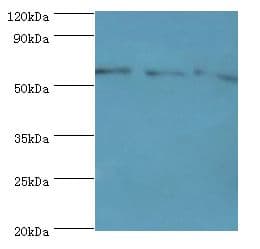 ACSM3 / SAH Antibody (aa387-586)