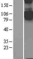 SEMA4C / Semaphorin 4C Protein (Over-Expression Lysate Myc-DDK (Flag))