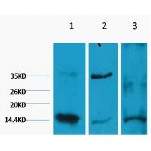 Histone H3 Antibody (clone 3C2)