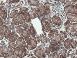 PROSC Antibody (clone OTI3G7)
