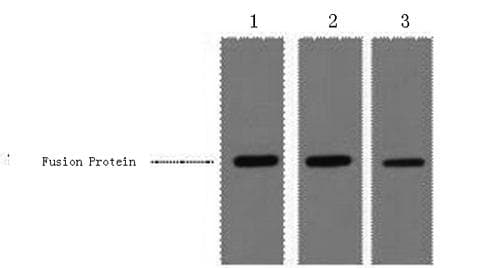 Monoclonal Mouse MBP Tag Antibody (WB)