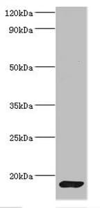 Calmodulin Antibody