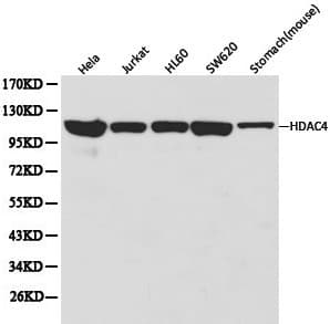 HDAC4 Antibody