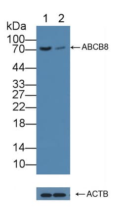 ABCB8 Antibody
