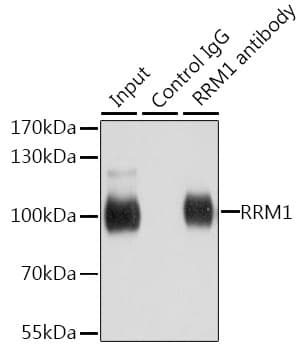 R1 / RRM1 Antibody