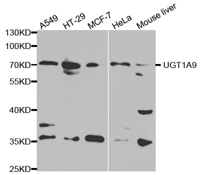 UGT1A9 Antibody