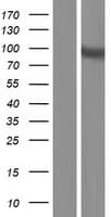 OSBPL3 Protein (Over-Expression Lysate Myc-DDK (Flag))