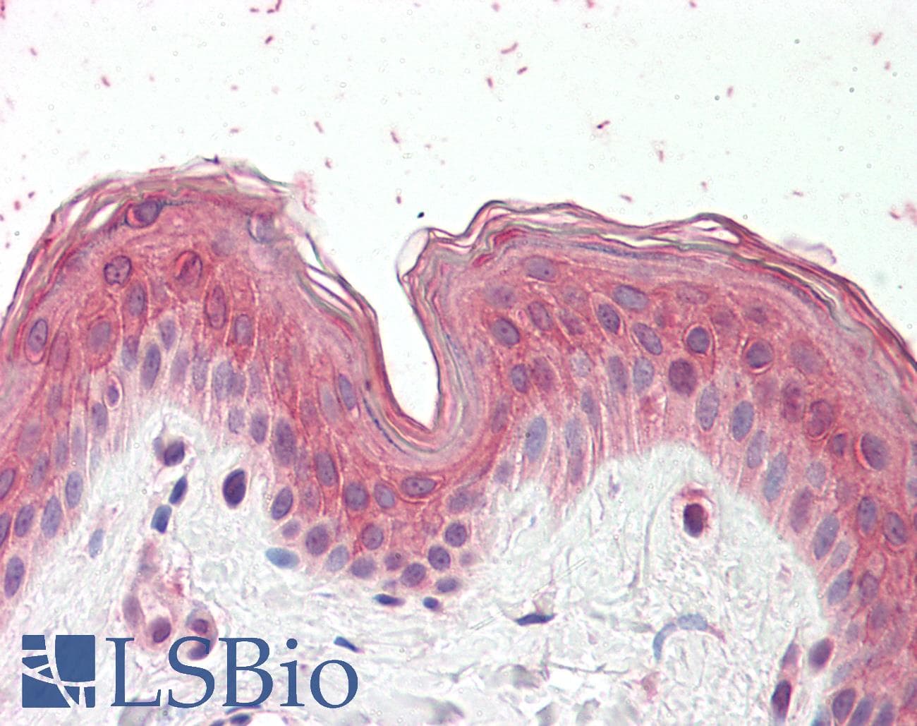 IHC-plus™ CYP24 / CYP24A1 Antibody (aa481-490)