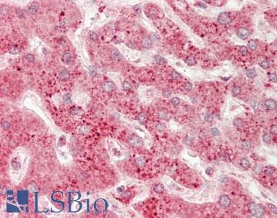 USP2 Antibody (aa371-420)