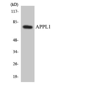 IHC-plus™ APPL1 / APPL Antibody (aa111-160)