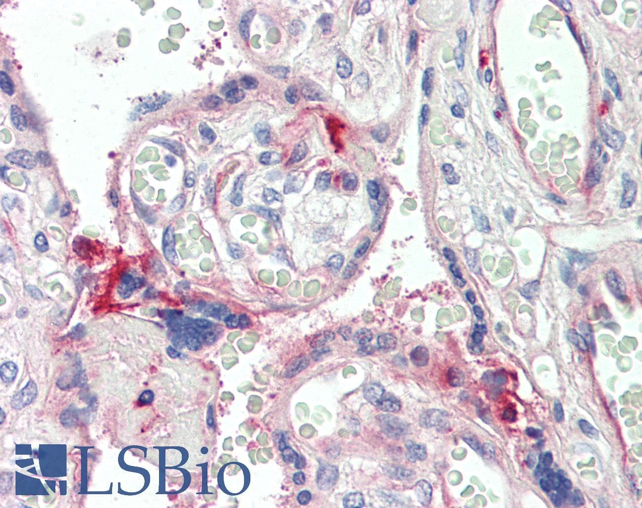 IHC-plus™ Complement C7 Antibody (aa145-159)