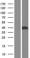 ELAVL2 / HUB Protein (Over-Expression Lysate Myc-DDK (Flag))