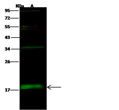 BUD31 Antibody (Preservative Free)