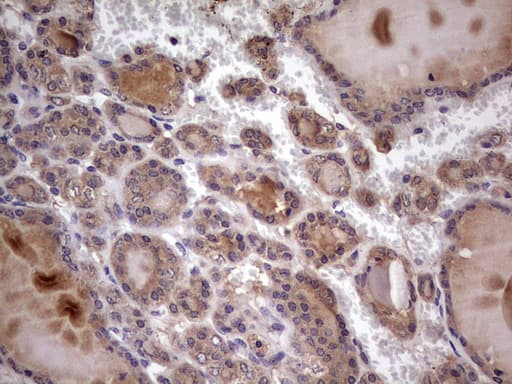 UFD1L Antibody (clone OTI8G6)