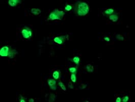 ERCC4 / XPF Antibody (clone OTI4E11)