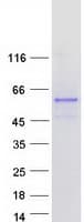 Human FAM90A18 Protein (Recombinant Myc-DDK (Flag))
