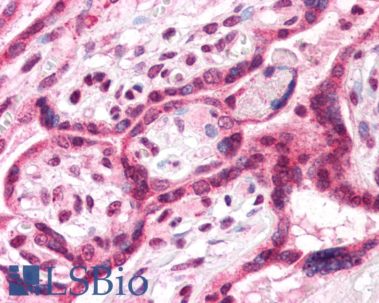 IHC-plus™ Polyclonal Rabbit anti-Human TM9SF4 Antibody (N-Terminus)