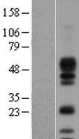 AREG / Amphiregulin Protein (Over-Expression Lysate Myc-DDK (Flag))