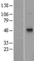 Human TRH Receptor / TRHR Protein (Over-Expression Lysate Myc-DDK (Flag))