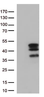 Monoclonal Mouse anti-Human VGLL3 Antibody (clone OTI1D8, Carrier-free, WB)