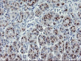 RFC2 / RFC40 Antibody (clone OTI4C11)