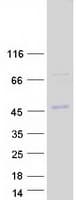 Human SH3BP5 / SAB Protein (Recombinant Myc-DDK (Flag))