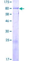 Human BAIAP2L2 Protein (Recombinant GST)