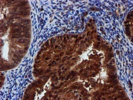 SPR Antibody (clone OTI2C6)