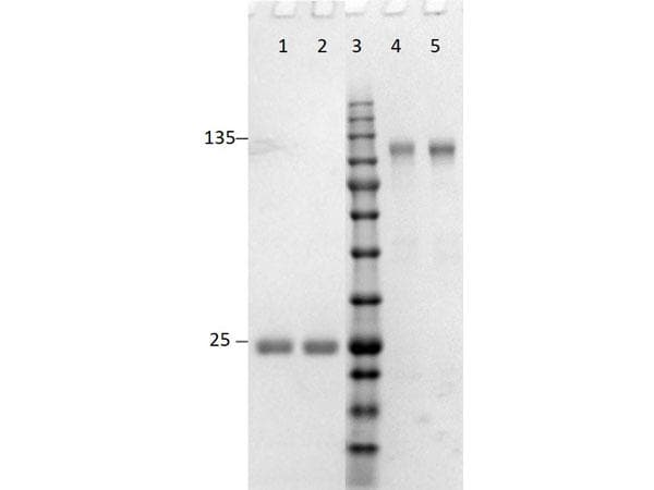 Goat Anti-Rabbit IgG Secondary Antibody