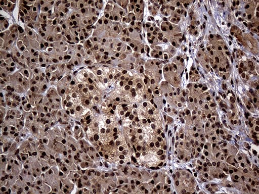 PSMA7 Antibody (clone OTI5F6)