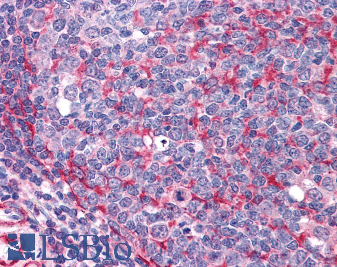 IHC-plus™ THRA / THR Alpha Antibody (aa147-158)