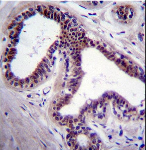 MAPK8 / JNK1 Antibody (aa358-389)