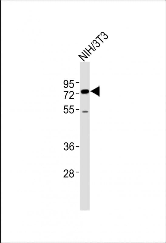 Polyclonal Rabbit anti-Human ASH2L / ASH2 Antibody (aa347-382, WB)